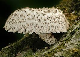 Attēlu rezultāti vaicājumam “Lentinus lepideus”