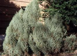 Attēlu rezultāti vaicājumam “Juniperus communis”