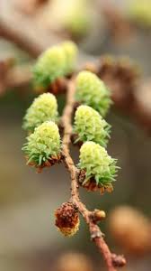 Attēlu rezultāti vaicājumam “Larix kaempferi female flower”