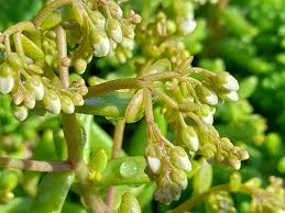 Attēlu rezultāti vaicājumam “Sedum album bud”