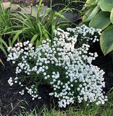 Attēlu rezultāti vaicājumam “Achillea ptarmica fruit”