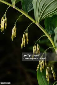 Attēlu rezultāti vaicājumam “Polygonatum multiflorum  leaf”