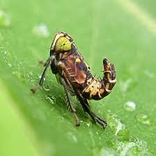 Attēlu rezultāti vaicājumam “Auchenorrhyncha”