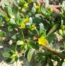 Attēlu rezultāti vaicājumam “Portulaca oleracea leaf”