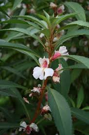 Image result for Impatiens balsamina