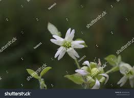 Attēlu rezultāti vaicājumam “Silene baccifera flower”