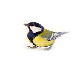 Attēlu rezultāti vaicājumam “Parus major male”