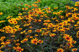 Image result for Heliopsis scabra