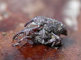 Attēlu rezultāti vaicājumam “Pissodes castaneus”