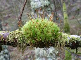 Attēlu rezultāti vaicājumam “Pleurocarpous mosses sporophyte”