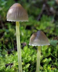Attēlu rezultāti vaicājumam “Mycena epipterygia”
