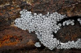 Attēlu rezultāti vaicājumam “Badhamia sp.”