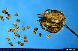 Attēlu rezultāti vaicājumam “Potentilla argentea fruit”