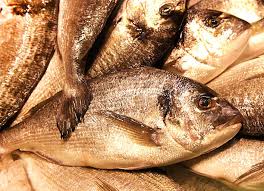 Image result for Spondyliosoma cantharus