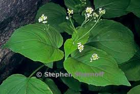 Attēlu rezultāti vaicājumam “Circaea alpina”