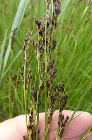 Attēlu rezultāti vaicājumam “Juncus gerardii bud”