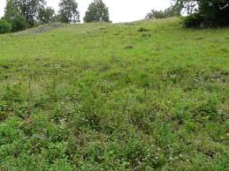 Attēlu rezultāti vaicājumam “Idaea serpentata”