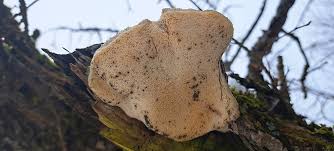 Attēlu rezultāti vaicājumam “Aurantiporus fissilis”