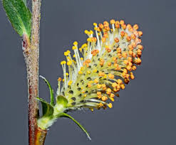 Attēlu rezultāti vaicājumam “Salix x doniana flower”