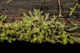 Attēlu rezultāti vaicājumam “Lophocolea minor”