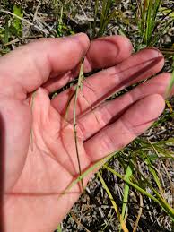 Image result for Agoseris major