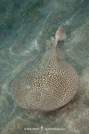 Image result for Torpedo marmorata