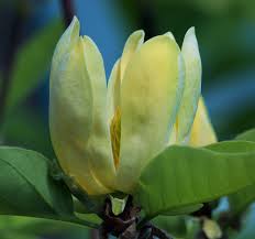 Attēlu rezultāti vaicājumam “Magnolia acuminata bud”