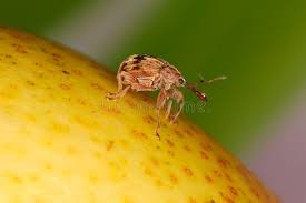 Attēlu rezultāti vaicājumam “Anthonomus pomorum”