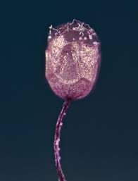 Attēlu rezultāti vaicājumam “Cribraria violacea macro”