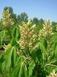 Attēlu rezultāti vaicājumam “Aesculus x neglecta”