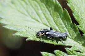 Attēlu rezultāti vaicājumam “Cantharis obscura”