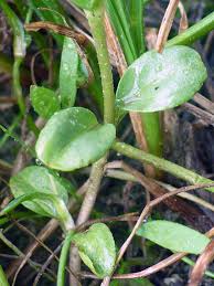 Attēlu rezultāti vaicājumam “Veronica serpyllifolia leaf”