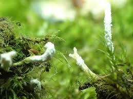 Attēlu rezultāti vaicājumam “Cordyceps farinosa”