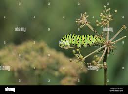 Attēlu rezultāti vaicājumam “Peucedanum palustre leaf”