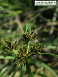 Attēlu rezultāti vaicājumam “Cyperus fuscus”