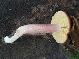 Attēlu rezultāti vaicājumam “Tricholomopsis rutilans”