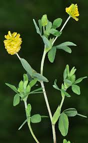 Attēlu rezultāti vaicājumam “Trifolium aureum leaf”