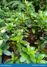 Attēlu rezultāti vaicājumam “Menziesia ferruginea flower”