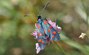 Attēlu rezultāti vaicājumam “Zygaena sp.”