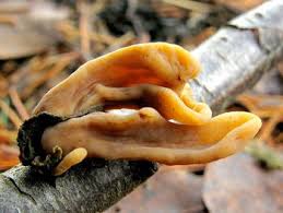 Attēlu rezultāti vaicājumam “Macrotyphula fistulosa var. contorta”