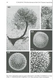 Attēlu rezultāti vaicājumam “Lamproderma pulchellum spores”