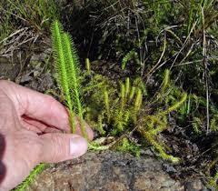 Attēlu rezultāti vaicājumam “Lycogala botrydium”