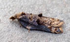 Attēlu rezultāti vaicājumam “Acleris cristana”