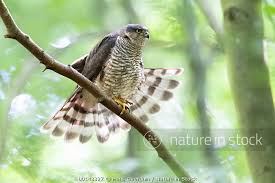 Attēlu rezultāti vaicājumam “Accipiter nisus”