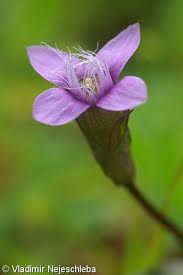 Attēlu rezultāti vaicājumam “Gentianella campestris”