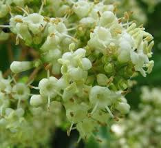 Attēlu rezultāti vaicājumam “Adoxaceae”