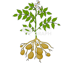 Attēlu rezultāti vaicājumam “Solanum tuberosum”