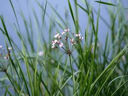 Attēlu rezultāti vaicājumam “Butomaceae”