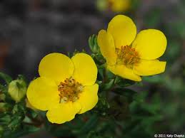 Attēlu rezultāti vaicājumam “Pentaphylloides fruticosa flower”