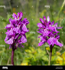 Attēlu rezultāti vaicājumam “Dactylorhiza maculata flower”